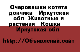 Очаровашки котята дончики - Иркутская обл. Животные и растения » Кошки   . Иркутская обл.